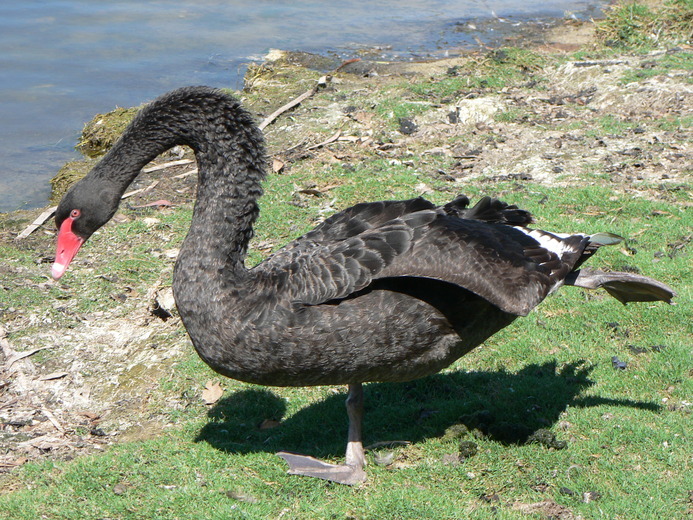 Image of Black Swan