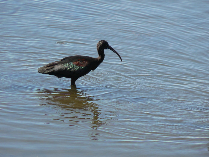 Image de Ibis falcinelle