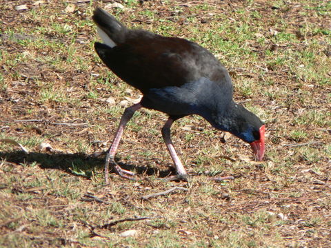 Image de Poule sultane