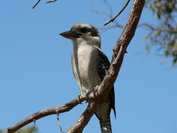 Image of Kookaburra