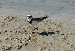 Image of Black-fronted Dotterel