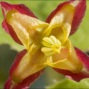 Image of Alpine Barrenwort