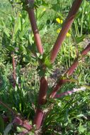 Plancia ëd Sonchus asper (L.) Hill