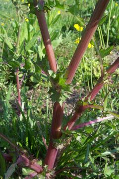 Image of spiny sowthistle