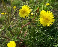 Plancia ëd Sonchus asper (L.) Hill