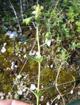 Image of willowleaf frostweed