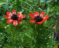 Image of Adonis microcarpa DC.