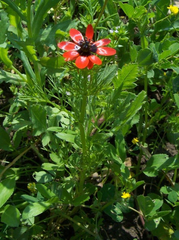 Image of Adonis microcarpa DC.