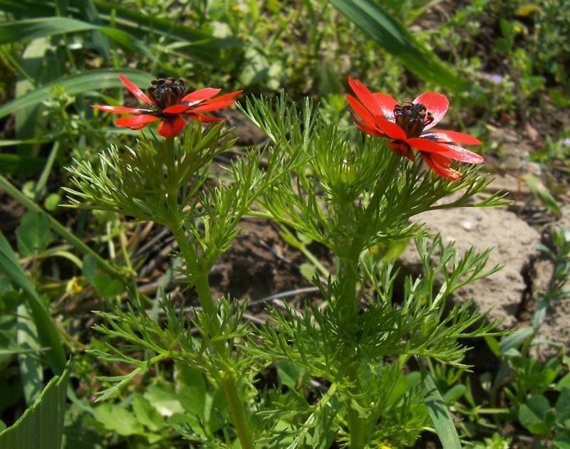 Image of Adonis microcarpa DC.