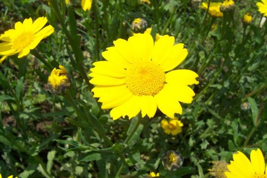 Image of corndaisy