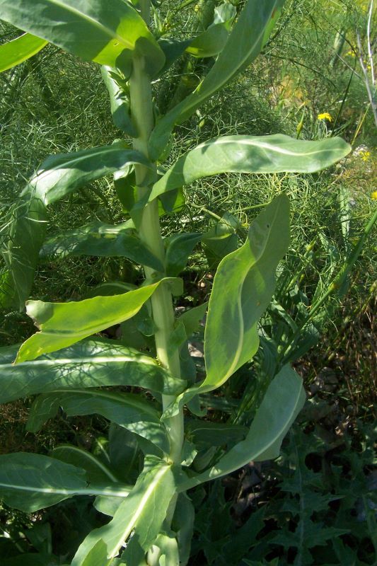 Image of Dyer's woad