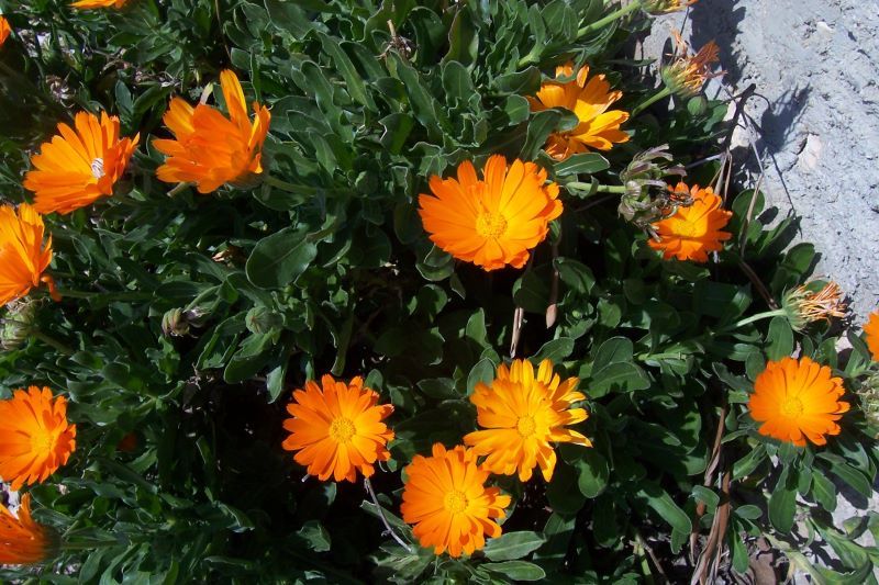 Image of pot marigold