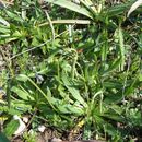 Image de Plantago serraria L.