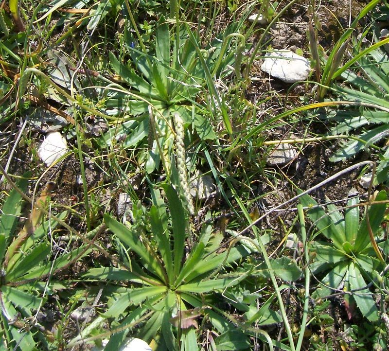 Image of Plantago serraria L.