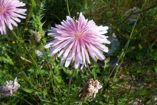 Image of red hawksbeard