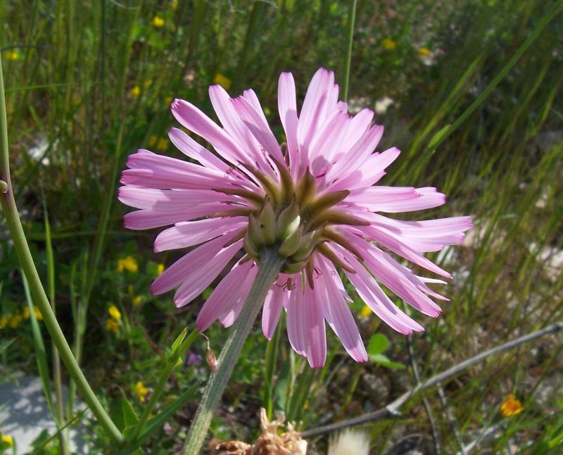 Image of red hawksbeard