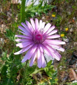 Image of red hawksbeard