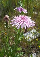 Image of red hawksbeard