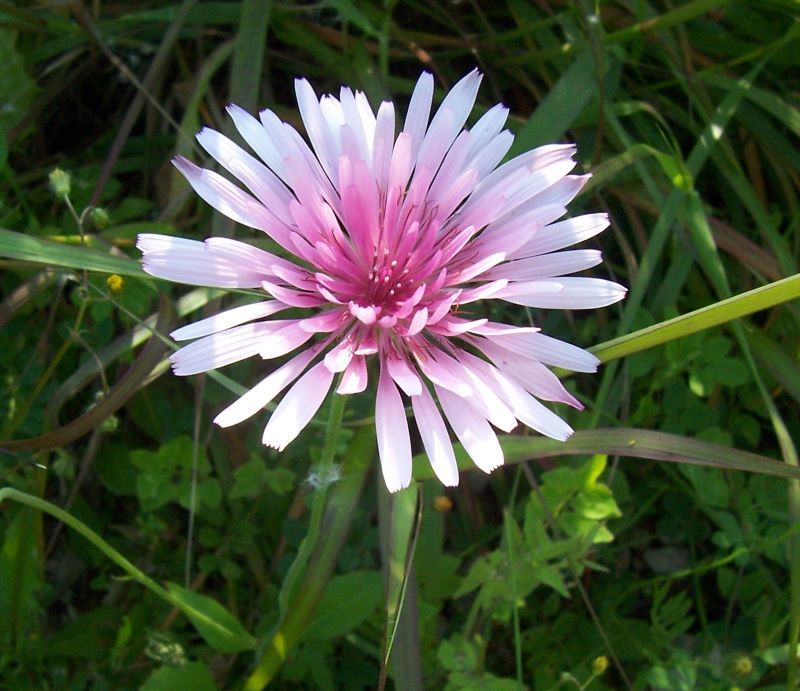 Image of red hawksbeard