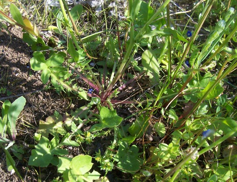 صورة Crepis rubra L.