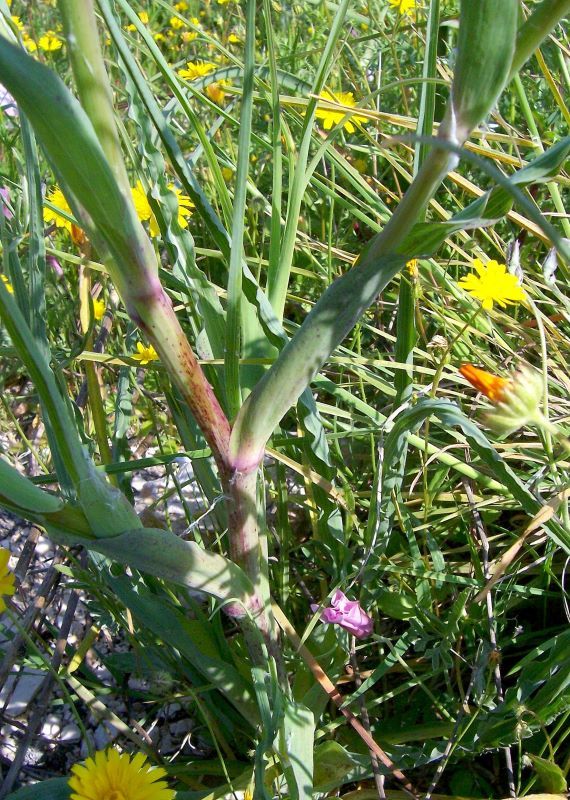 Image of salsify