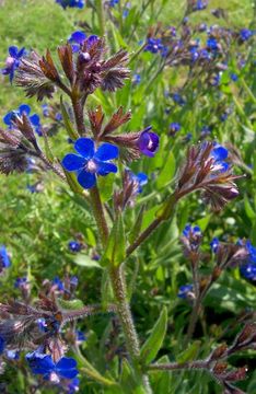 Image of Italian bugloss