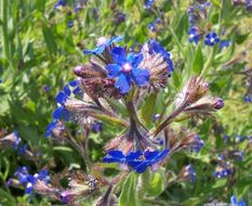 Image of Italian bugloss