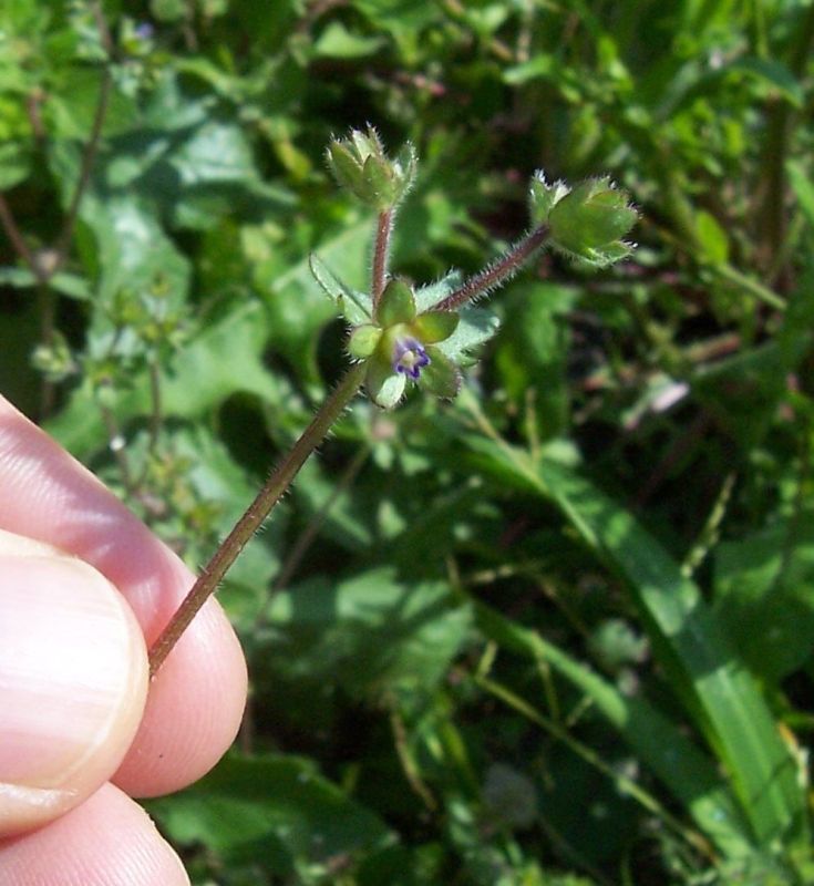 Image of Campanula erinus L.