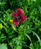 Image of round pricklyhead poppy