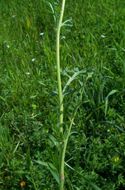 Image of round pricklyhead poppy