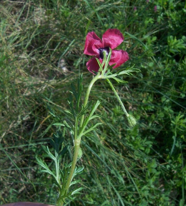 Image of round pricklyhead poppy