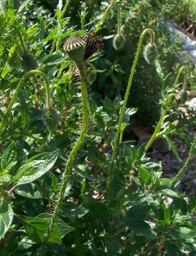 Image of corn poppy