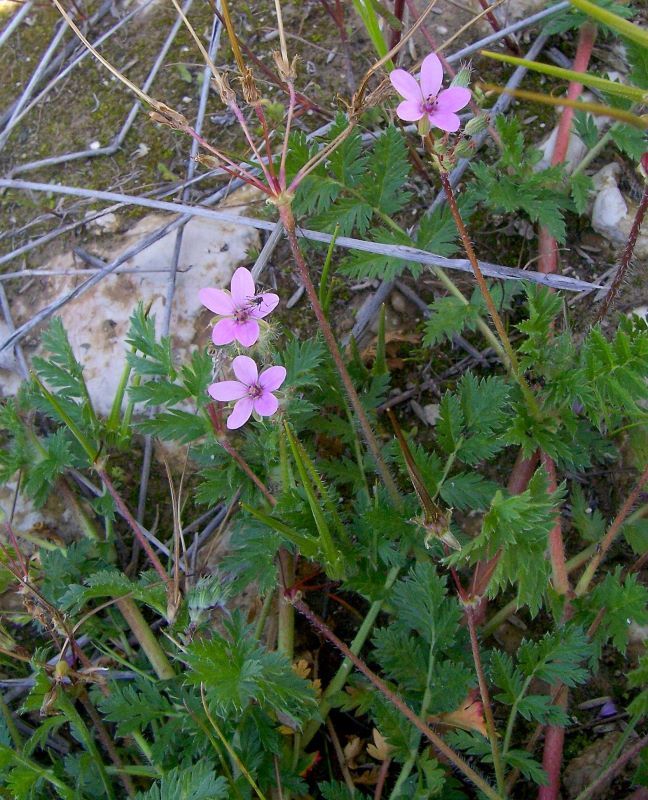 Image of Common Stork's-bill