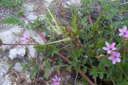 Image of Common Stork's-bill