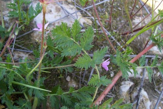 Image of Common Stork's-bill