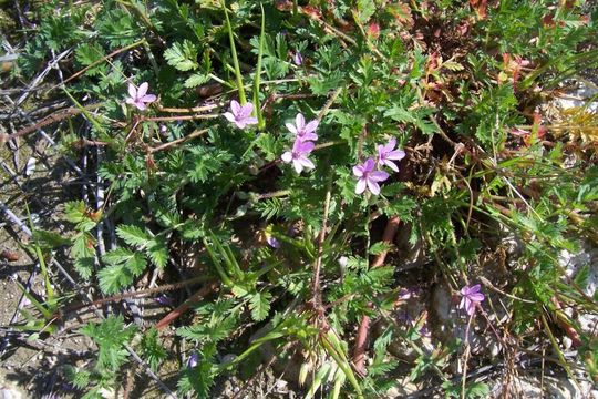 Imagem de Erodium cicutarium (L.) L'Her.