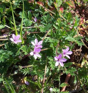 Imagem de Erodium cicutarium (L.) L'Her.