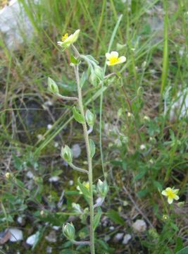 Image of willowleaf frostweed