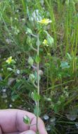 Image of willowleaf frostweed