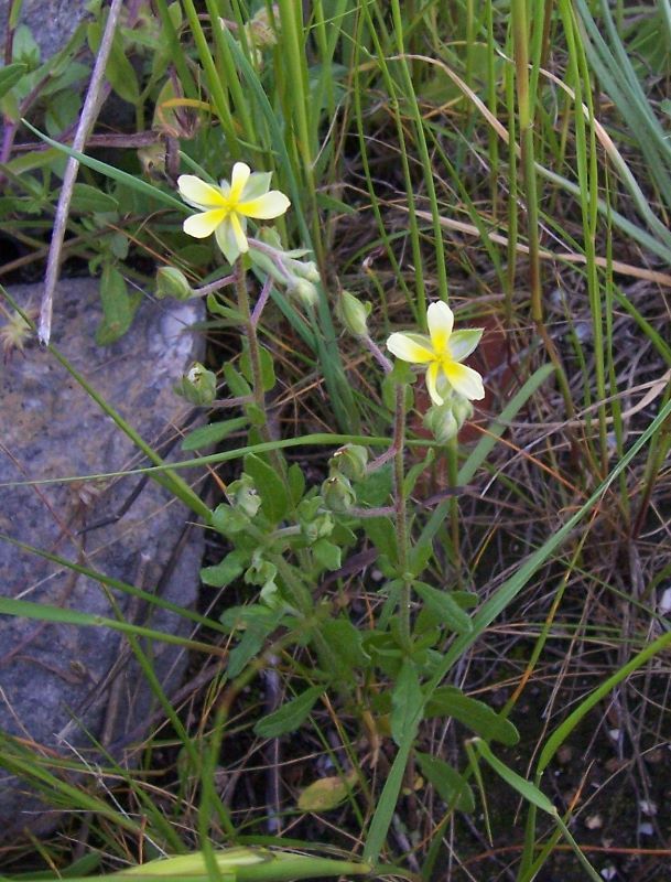 Image of willowleaf frostweed