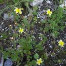 Helianthemum salicifolium (L.) Miller的圖片