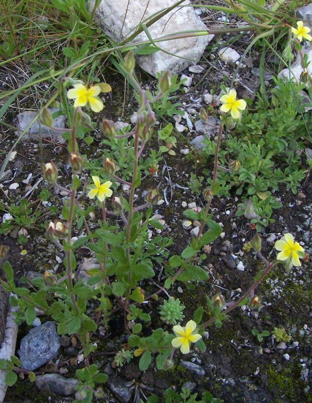 Image of willowleaf frostweed