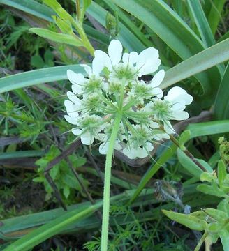 Image of Tordylium officinale L.