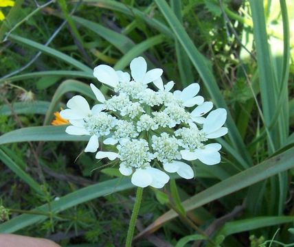 Image of Tordylium officinale L.