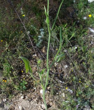 Image of Tordylium officinale L.