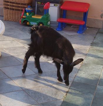 Image of domestic goat