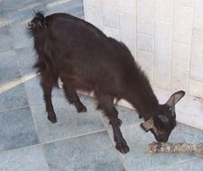 Image of domestic goat