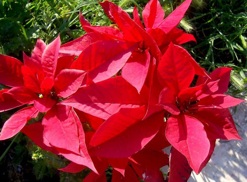 Image of poinsettia