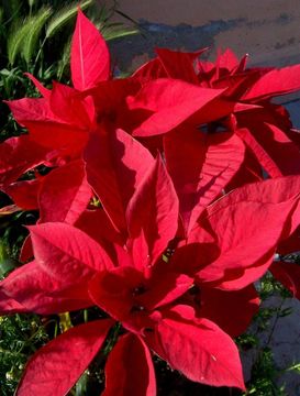 Image of poinsettia