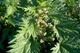 Image of Roman nettle